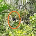 Salah Perkiraan, Evakuasi Beruang Madu di Siak Dilanjutkan Pagi Hari