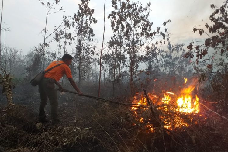 Puluhan Hektar Lahan di Siak Terbakar, Petugas Berjibaku Padamkan Api Hingga Malam