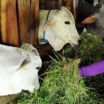 Sigap Tanggapi Program Bupati Meranti, DKPTPP akan Salurkan Bantuan Kelompok Perternakan