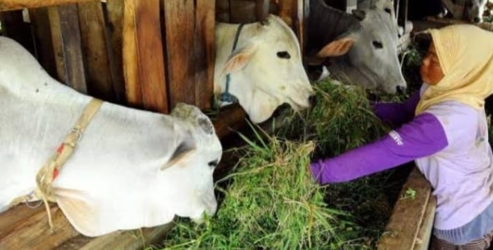 Sigap Tanggapi Program Bupati Meranti, DKPTPP akan Salurkan Bantuan Kelompok Perternakan